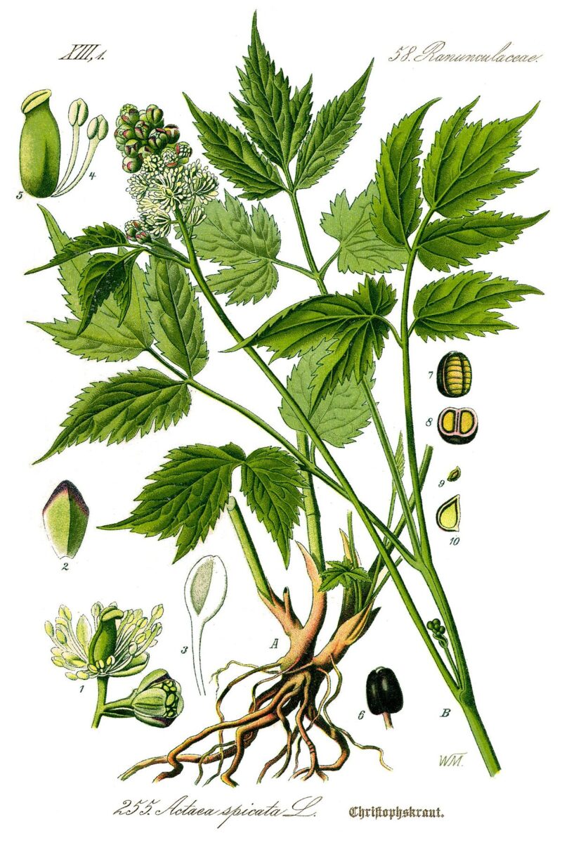 Actée grappes noires, Bio – Image 2