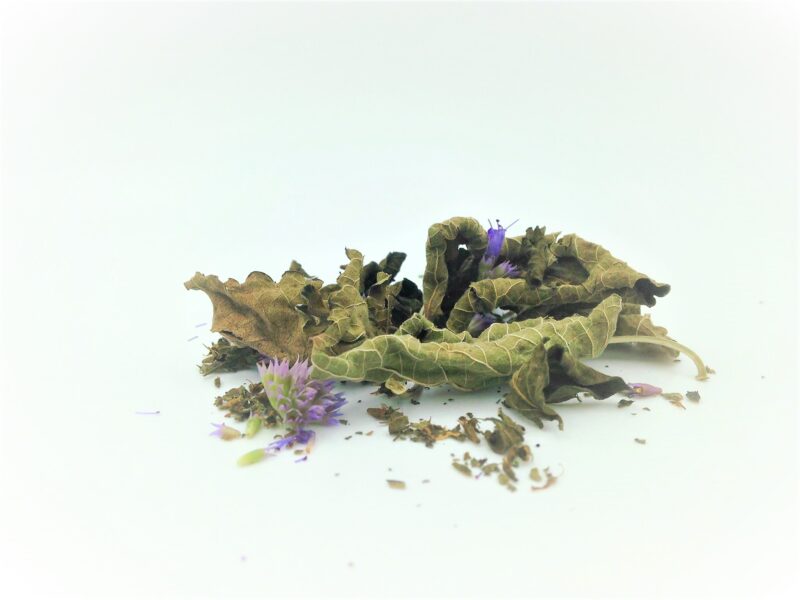 Thé du Labrador à l'agastache fenouil