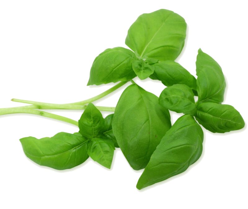 Basilic, feuille bio – Image 2