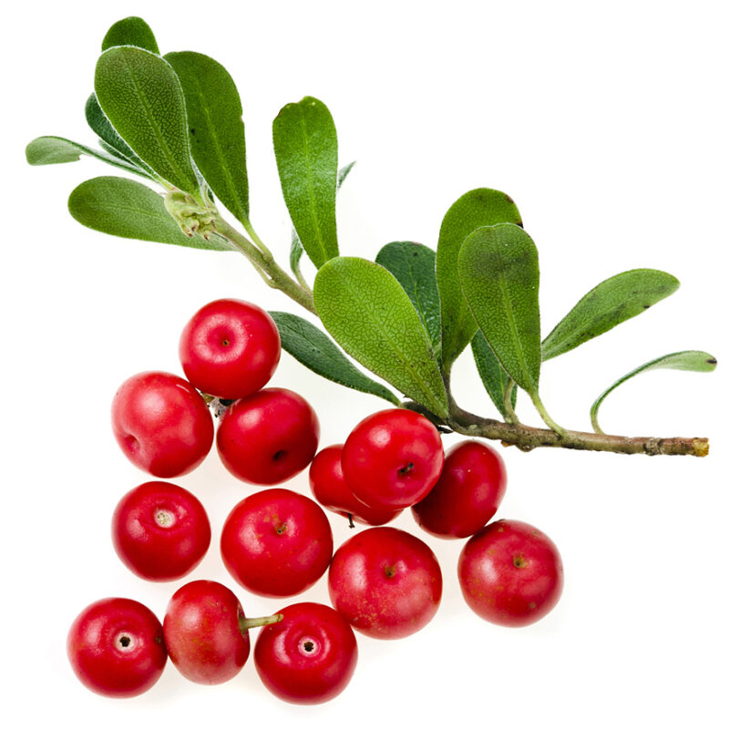 Busserole, feuille bio – Image 2