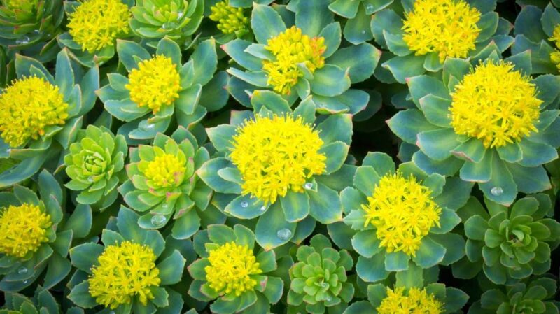 Teinture Rhodiola rosea
