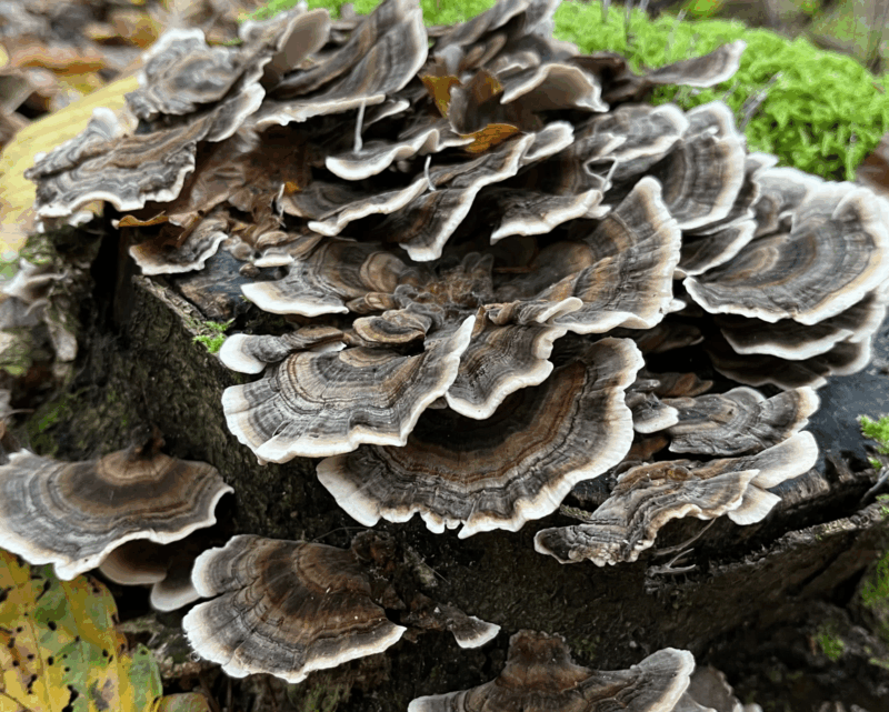 Teinture Trametes