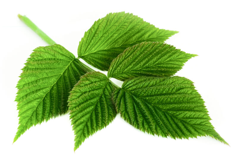 Framboisier, feuille bio – Image 2