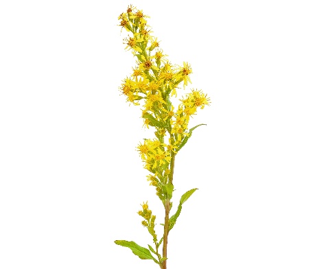 Camomille, fleur bio - Herbes Orford