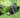 Teinture Aronie