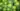 Teinture Rhodiola rosea