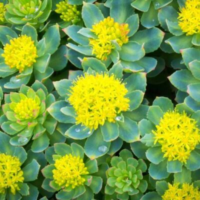 Teinture Rhodiola rosea