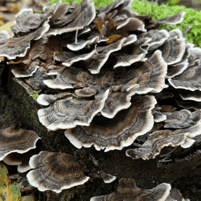 Teinture Trametes